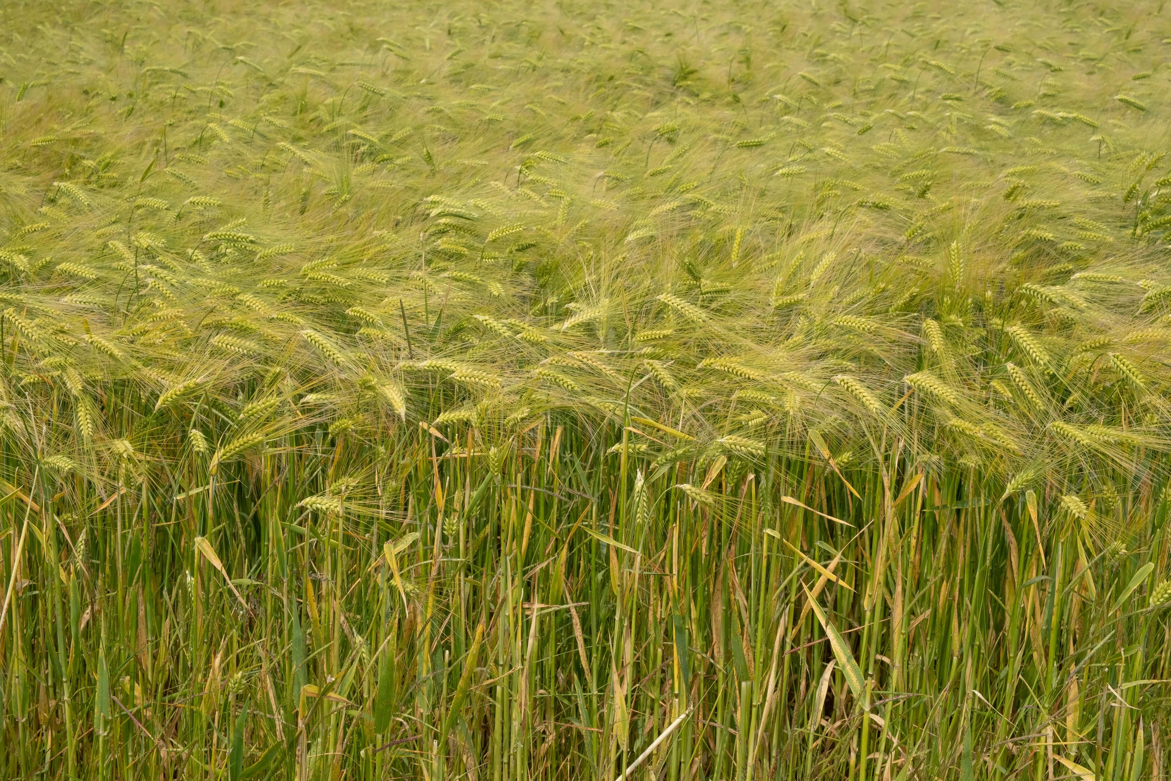 Farmer inspecting nitrogen levels in crop field